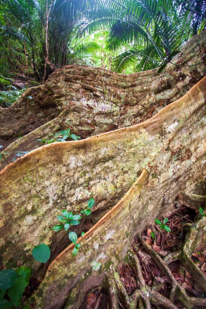 Tree barks in a forest in Japan