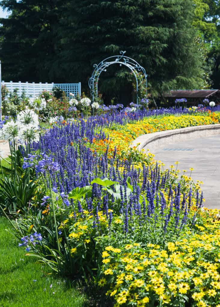 summer flowers blooming in the garden