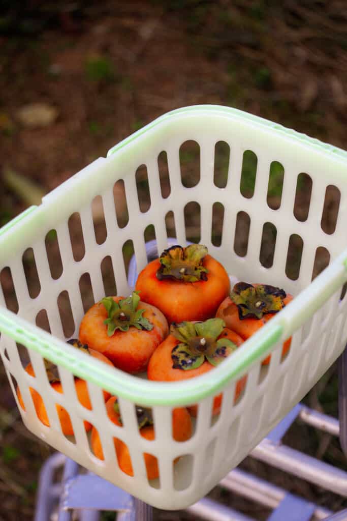 Persimmons in a basket for fruit picking