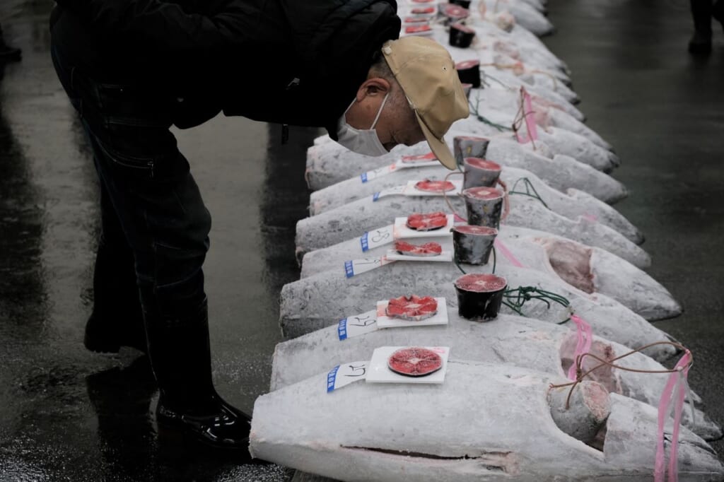 Tuna auction at the Shimizu fish market.