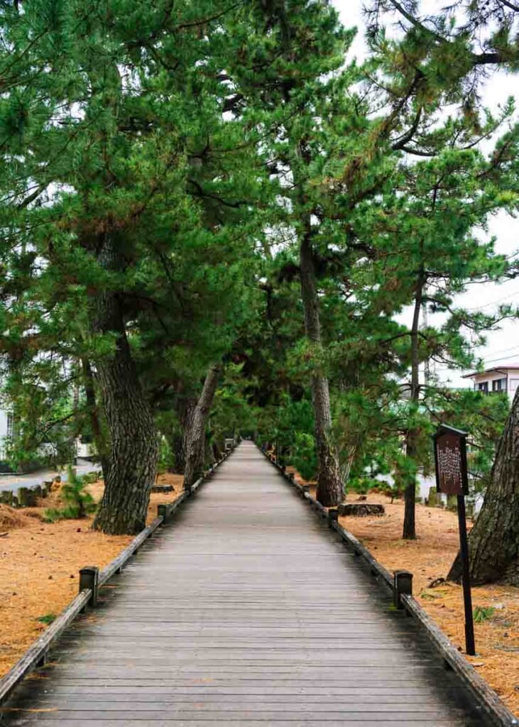 pine trees with wooden board walk in 
 shizuoka,  Japan