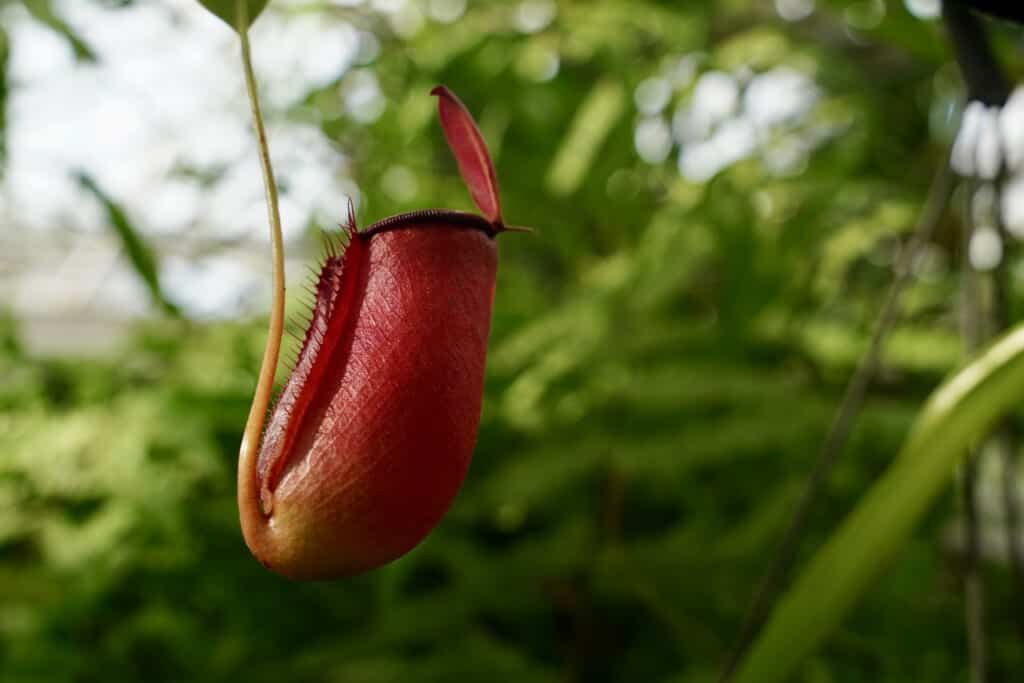 Carnivorous plant on green backdrop