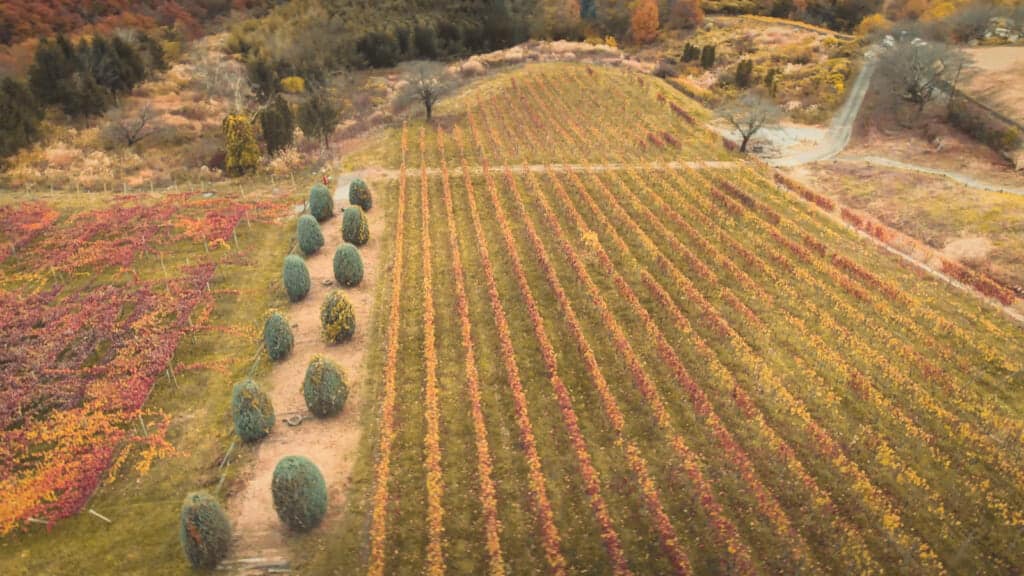 vineyard in yamanashi