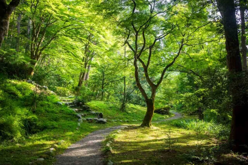 adventure travel in a Japanese forest