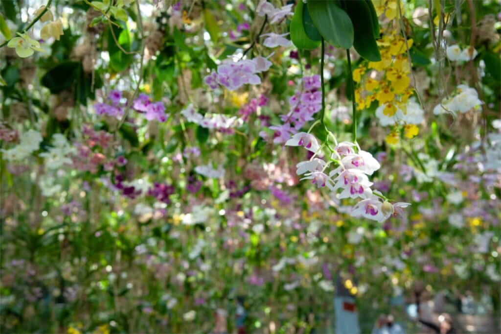 Floating Flower Garden at teamLab Planets in Tokyo