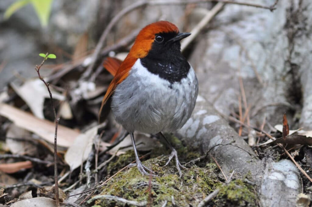 Ryukyu Robin, or so called Akahige