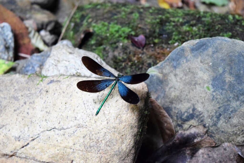 Ryukyu Hagoro Tonbo dragonfly at Yambaru National Park in Okinawa