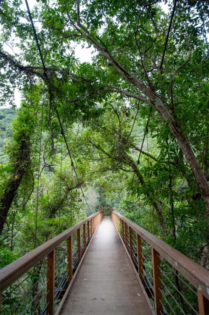 bridge crosses the river on the way to Hiji Otaki Falls in Okinawa