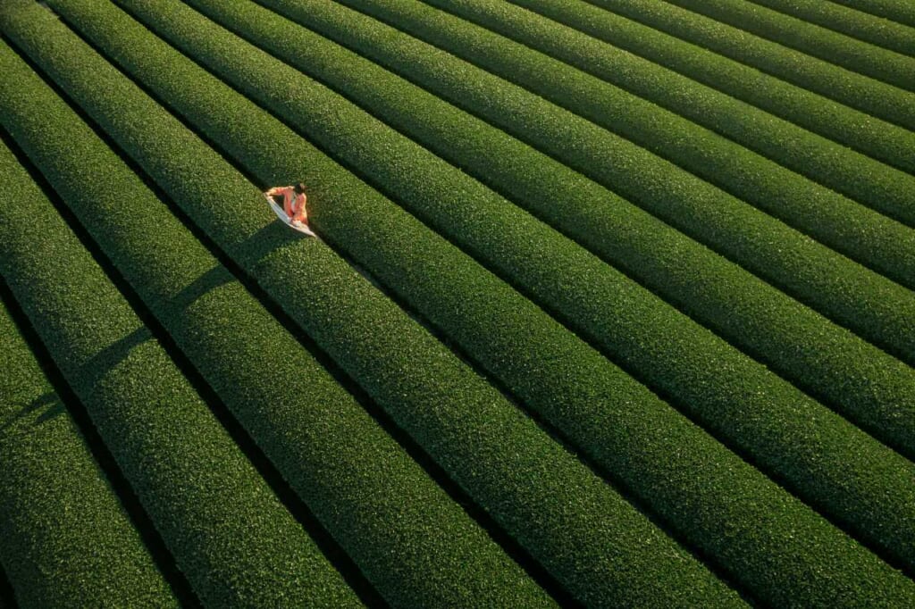 grean tea field in Shizuoka