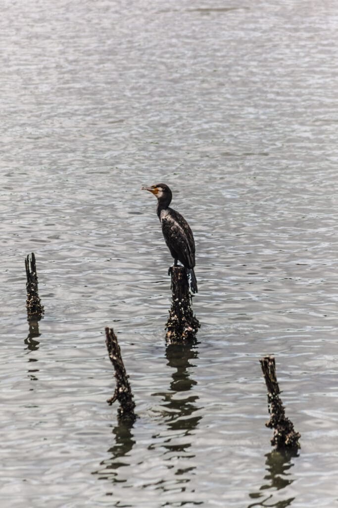 Yatsuhigata Nature Observation Centre
