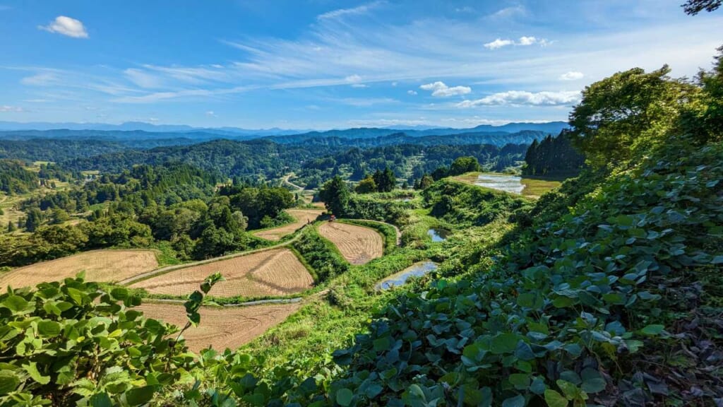 Autumn rice paddies post-harvest on Tokamachi Tanada Trek 