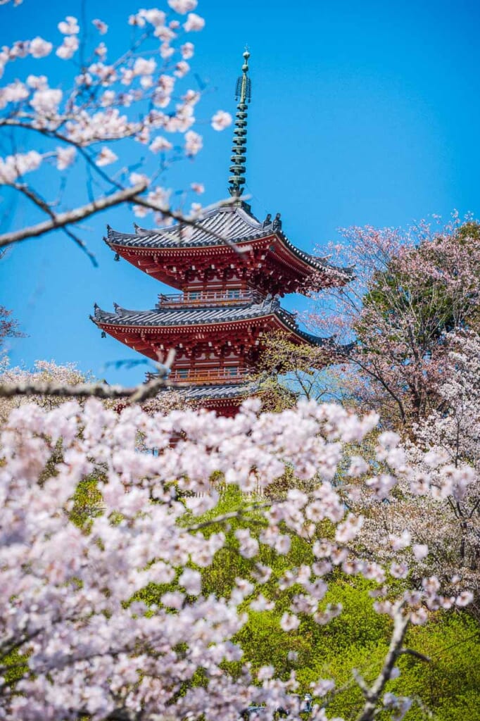 Cherry blossoms and red three story pagoda in Hamamatsu