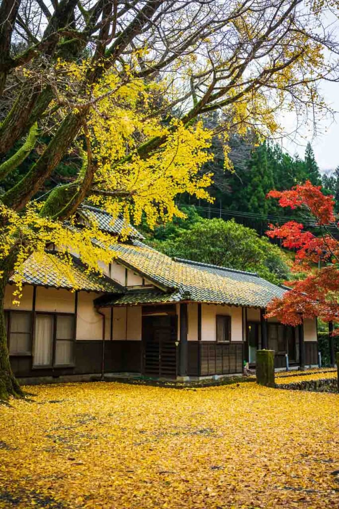 Fallen yellow ginko tree leaves during autumn in Hamamatsu
