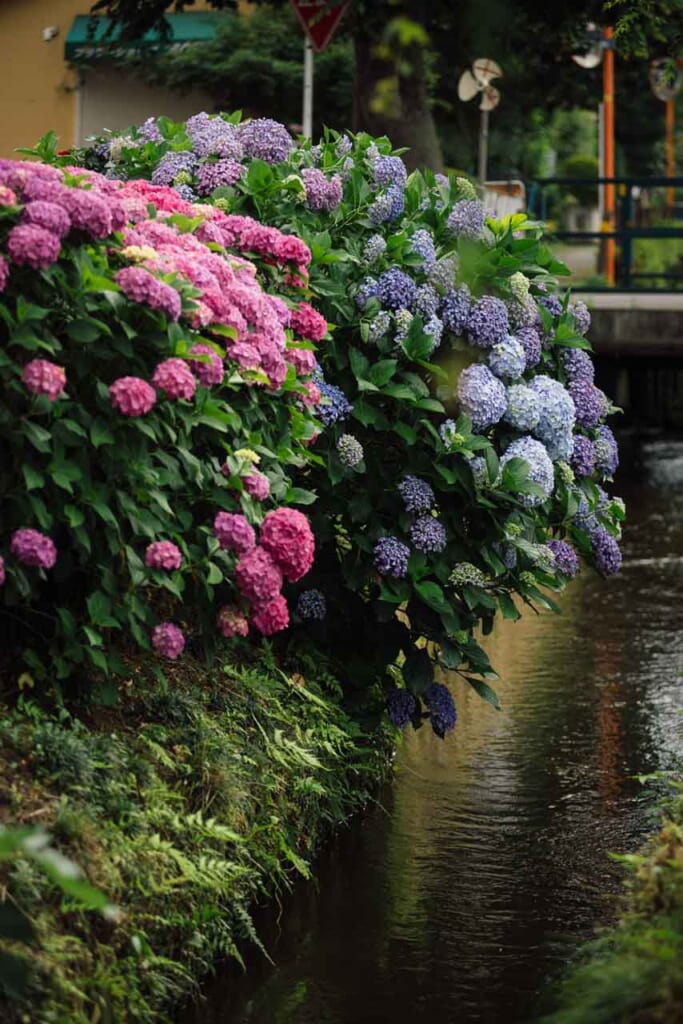 Colorful hydrangea in blue and pink