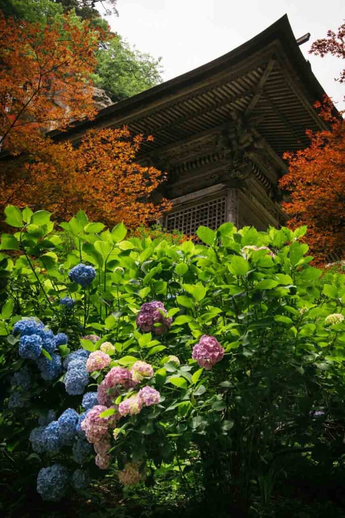 hydrangea infront of a Japanese pagoda