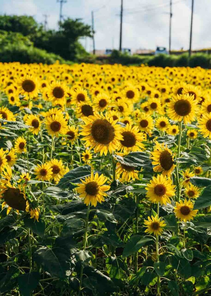 Sunflowers during summer in japan