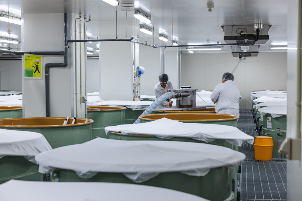 Dassai Brewery Fermentation Room