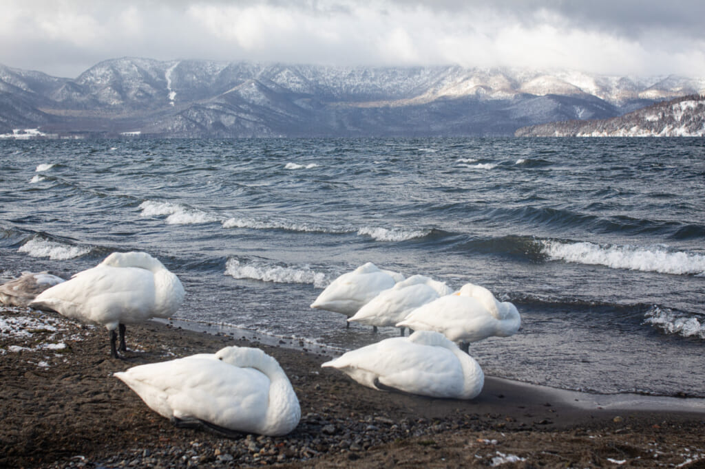 East Hokkaido: Lake Kussharo Caldera with swans