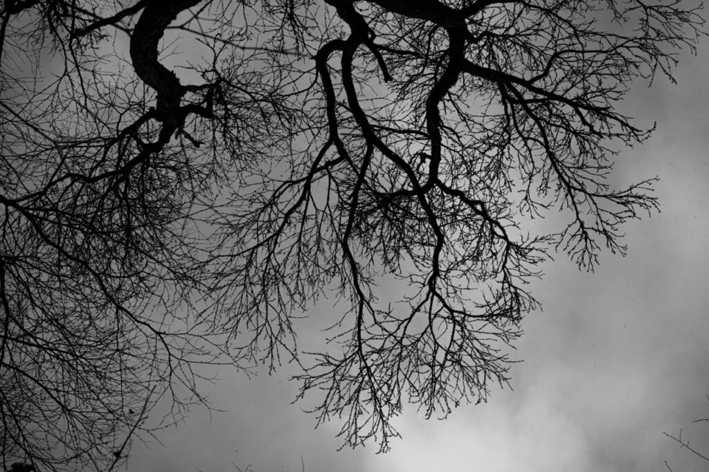 Winter trees in Hokkaido