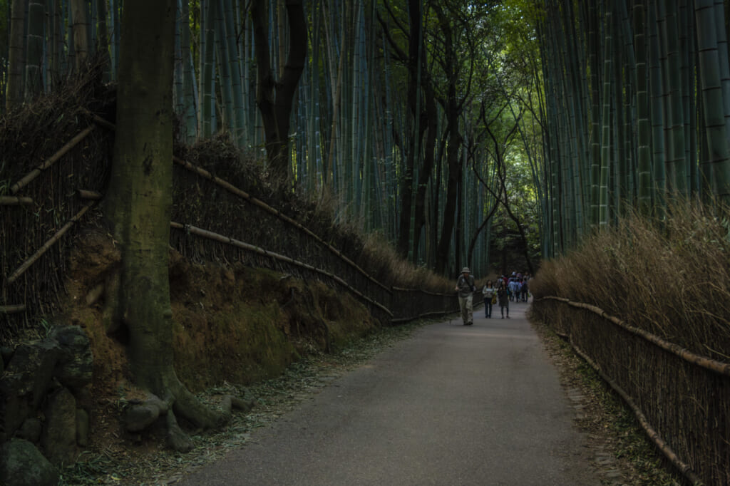 Bamboo Forest in Arashiyama