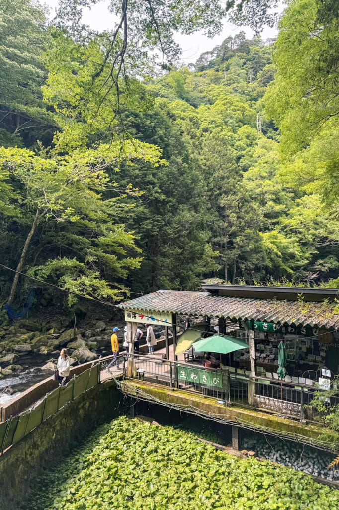 Wasabi fields and a small teahouse in front of Joren Falls