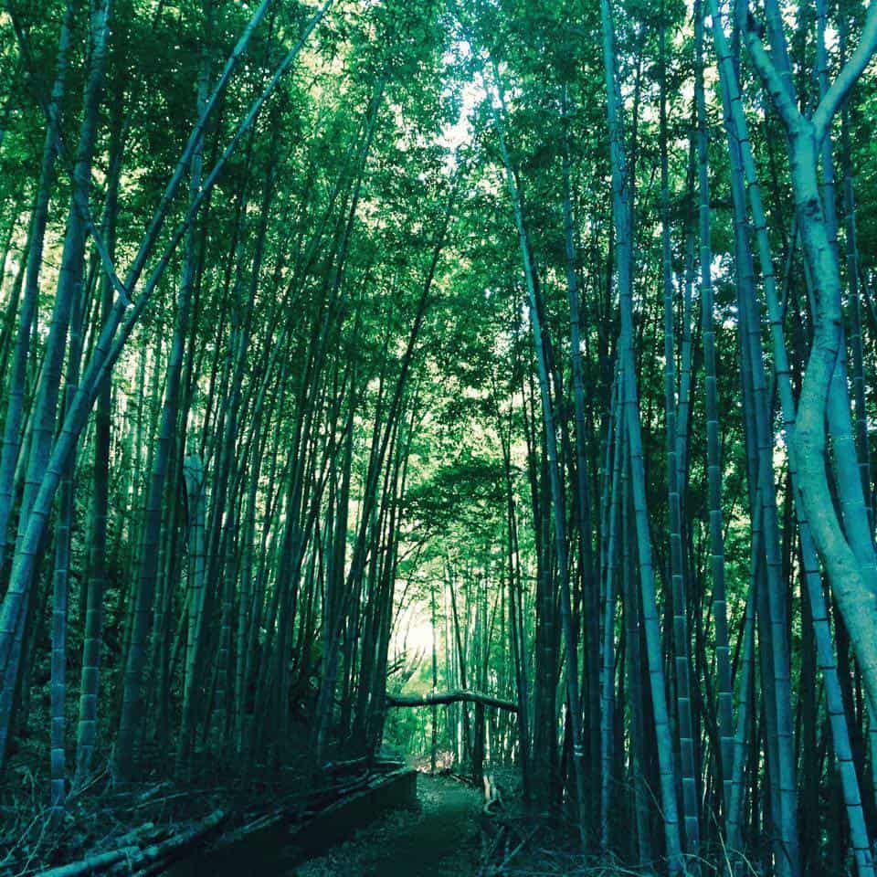 Kuzuharaoka-Daibutsu, la randonnée historiquo-romantique de Kamakura !
