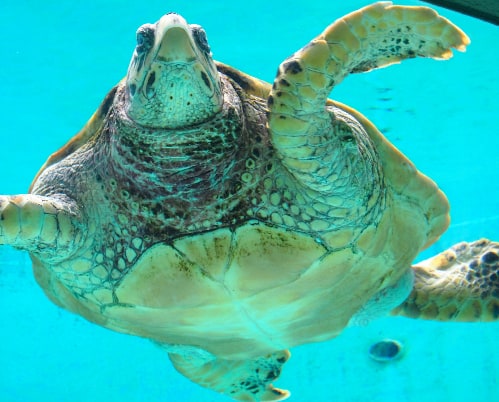 Bassin des tortues de l'aquarium Churaumi situé à Okinawa, sur l'île de Naha.