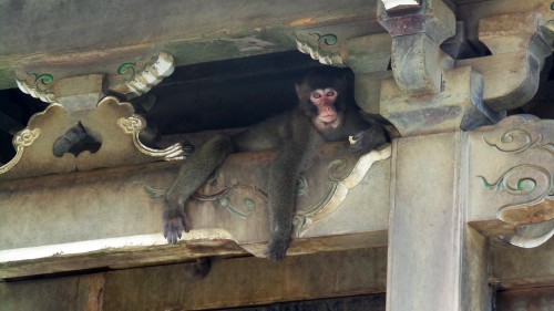 Singe dans un temple au parc aux singes de Takasakiyama, entre Beppu et Oita sur l'île de Kyushu