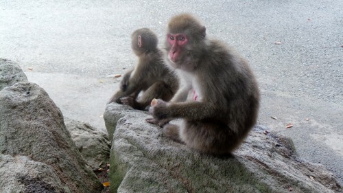 Macaques qui mangent au parc aux singes de Takasakiyama, entre Beppu et Oita sur l'île de Kyushu