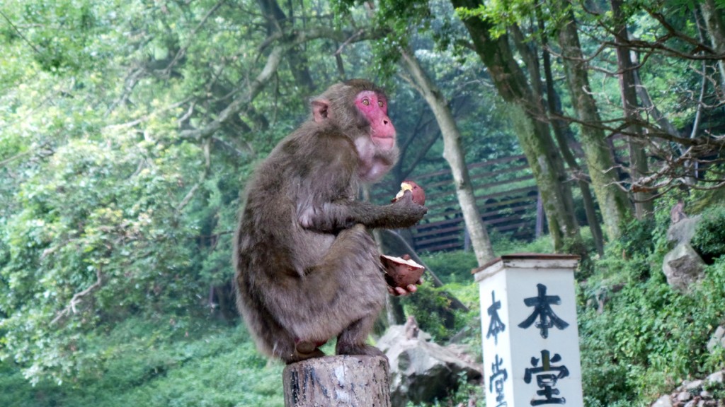 Entre Beppu et Ōita City : visite du parc aux singes de Takasakiyama