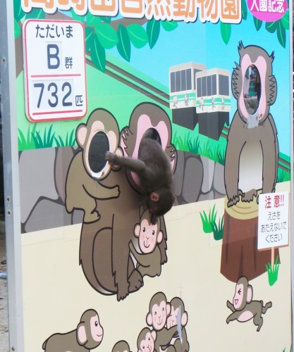 Singe joueur au parc aux singes de Takasakiyama, entre Beppu et Oita sur l'île de Kyushu