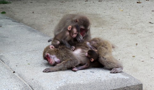 Famille de singes au parc aux singes de Takasakiyama, entre Beppu et Oita sur l'île de Kyushu