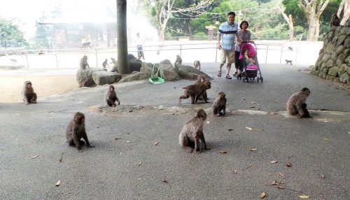 De nombreux singes au parc aux singes de Takasakiyama, entre Beppu et Oita sur l'île de Kyushu