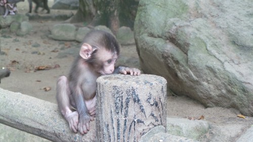 Bébé macaque au parc aux singes de Takasakiyama, entre Beppu et Oita sur l'île de Kyushu