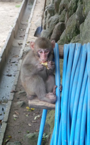 Singe mangeant de la patate douce au parc aux singes de Takasakiyama, entre Beppu et Oita sur l'île de Kyushu
