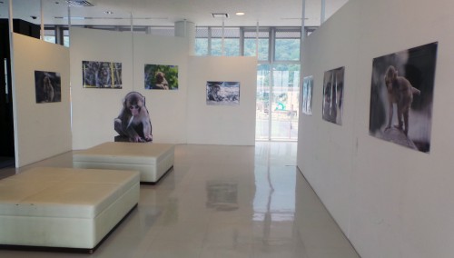 Musée du parc aux singes de Takasakiyama, entre Beppu et Oita sur l'île de Kyushu