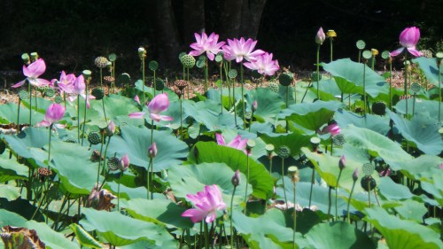 Nénuphars au sanctuaire Usa Jingū, situé dans la péninsule de Kunisaki, au nord de la préfecture d’Ōita sur l'île de Kyushu