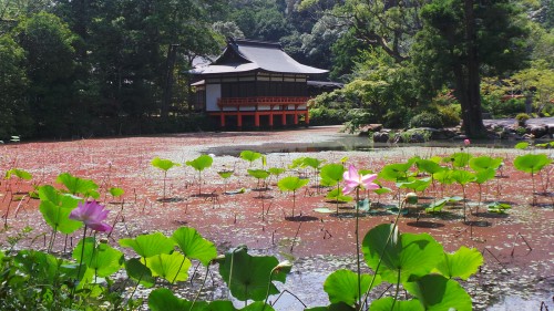 Bâtiment sur pilotis au milieu d'un étang de nénuphars au sanctuaire Usa Jingū sur l'île de Kyushu