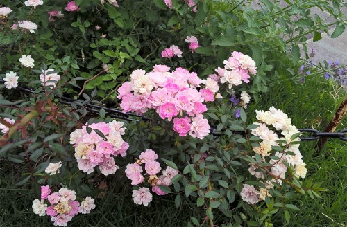 Fleurs du parc minatonomieruoka à Yokohama