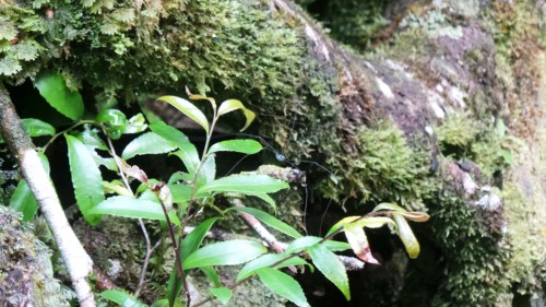 La nature dense et intacte de Yakushima