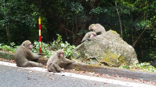 Macaques singes de Yakushima