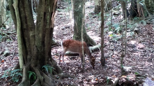 Biche de Yakushima sur le bord de la route