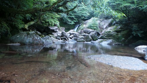 La nature dense et intacte de Yakushima