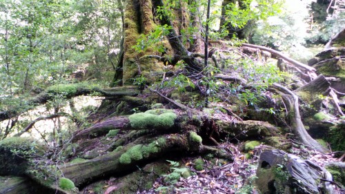 L’île de Yakushima, un hymne à la nature !
