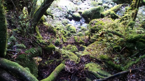 La nature dense et intacte de Yakushima