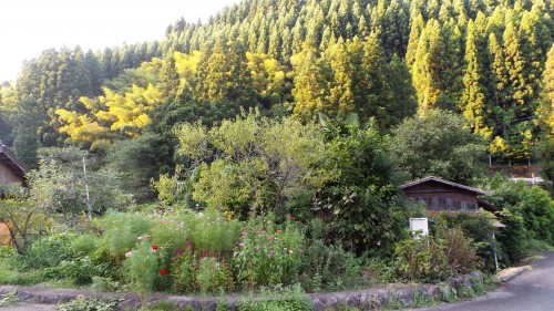 Forest therapy ou forêt-thérapie dans le parc naturel de Yabegawa, Kyūshū 
