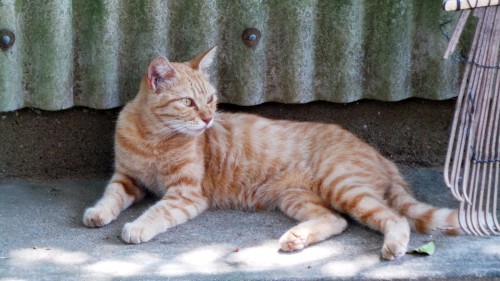 Chat roux sur l'île d'Ainoshima