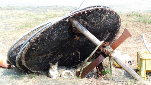 Chat à l'ombre de filets de pêche sur l'île d'Ainoshima