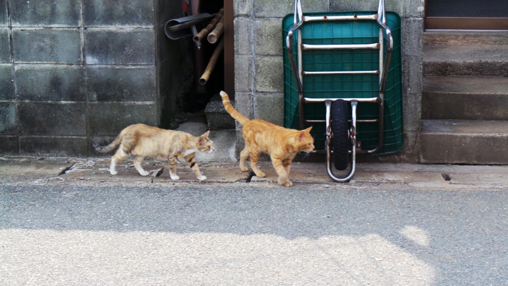 Une île au chats au Japon