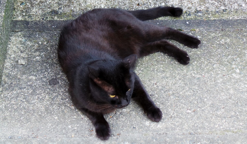 Voir des chats près de Fukuoka